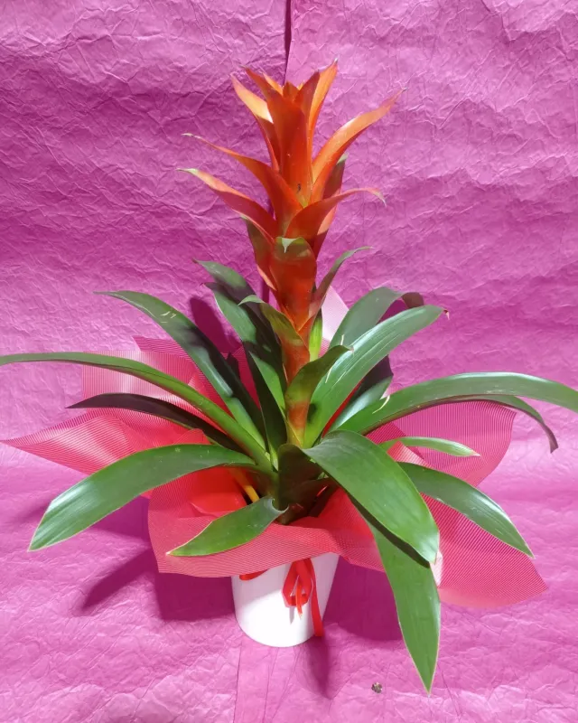 Guzmania - Malatya Çiçekçi By Soydan