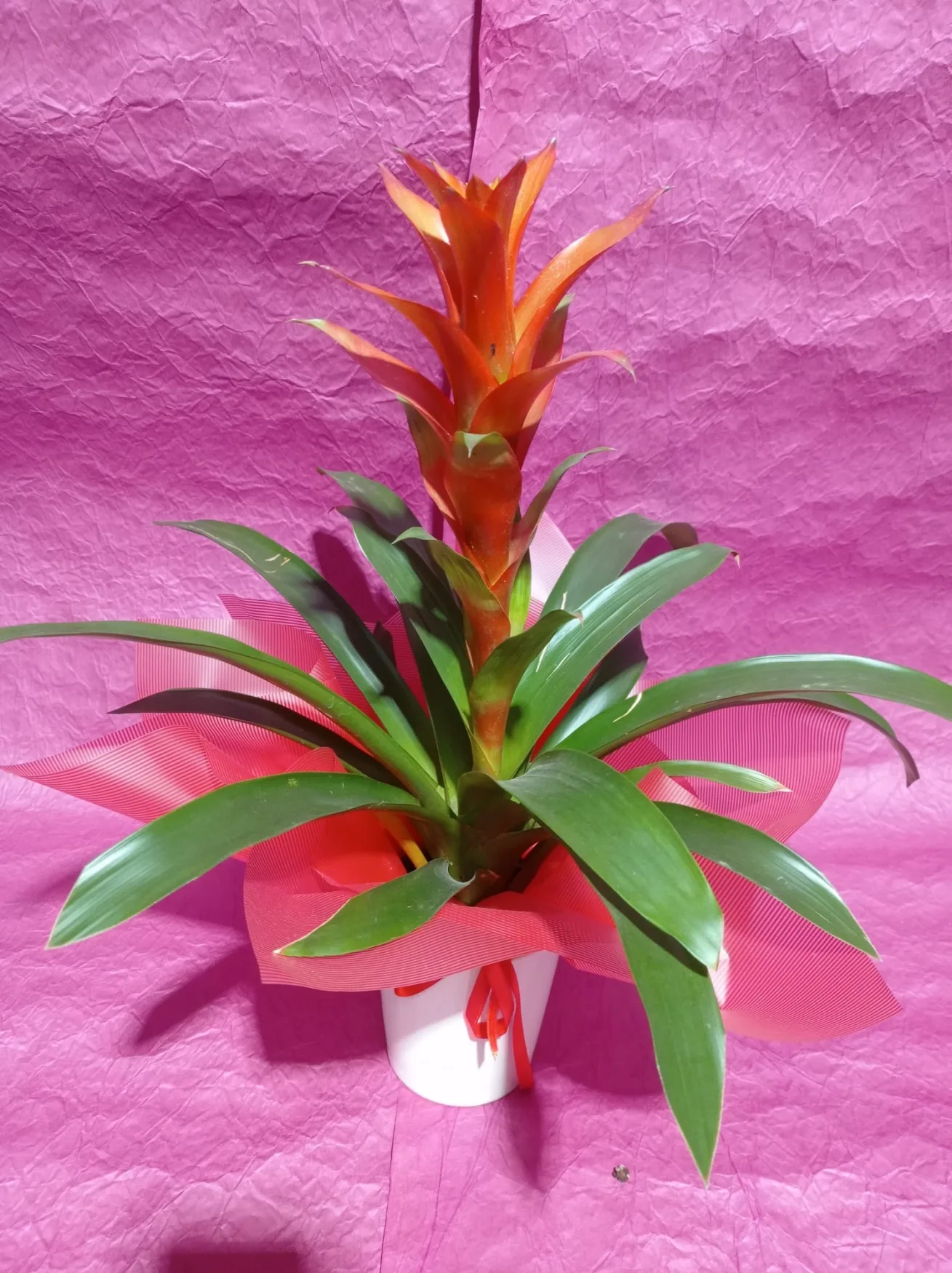 Guzmania - Malatya Çiçekçi By Soydan