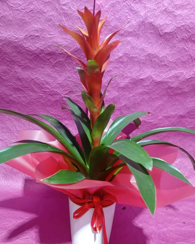 Guzmania - Malatya Çiçekçi By Soydan (2)
