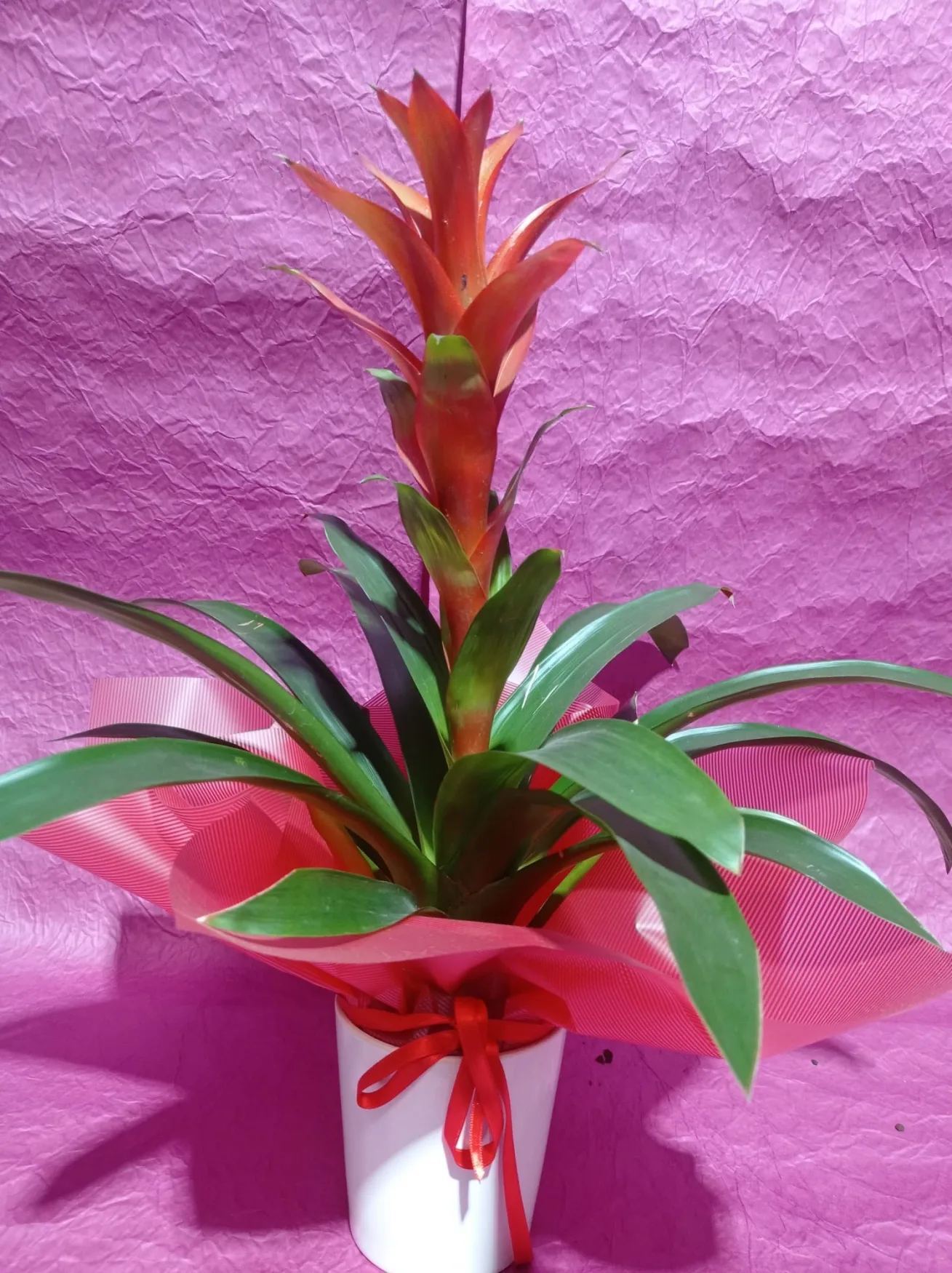 Guzmania - Malatya Çiçekçi By Soydan (2)