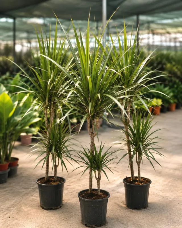 Dracaena Marginata - Malatya Çiçekçi By Soydan