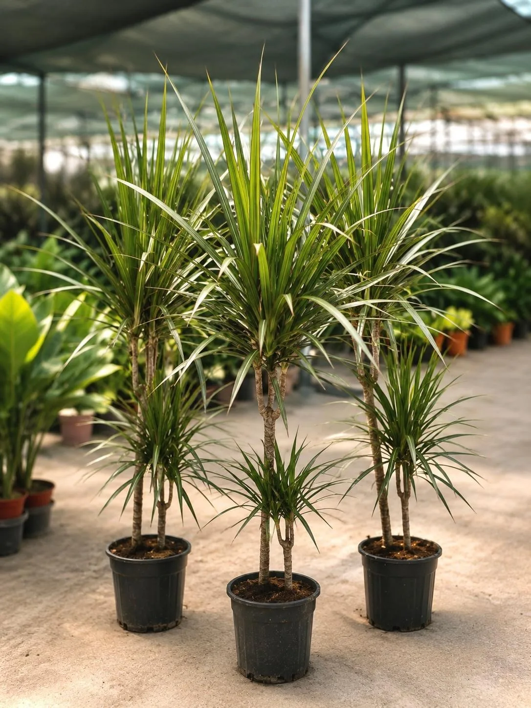 Dracaena Marginata - Malatya Çiçekçi By Soydan