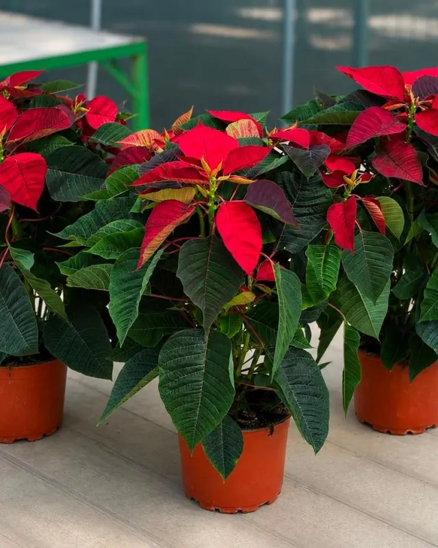 Atatürk Çiçeği (Poinsettia) - Malatya Çiçekçi By Soydan