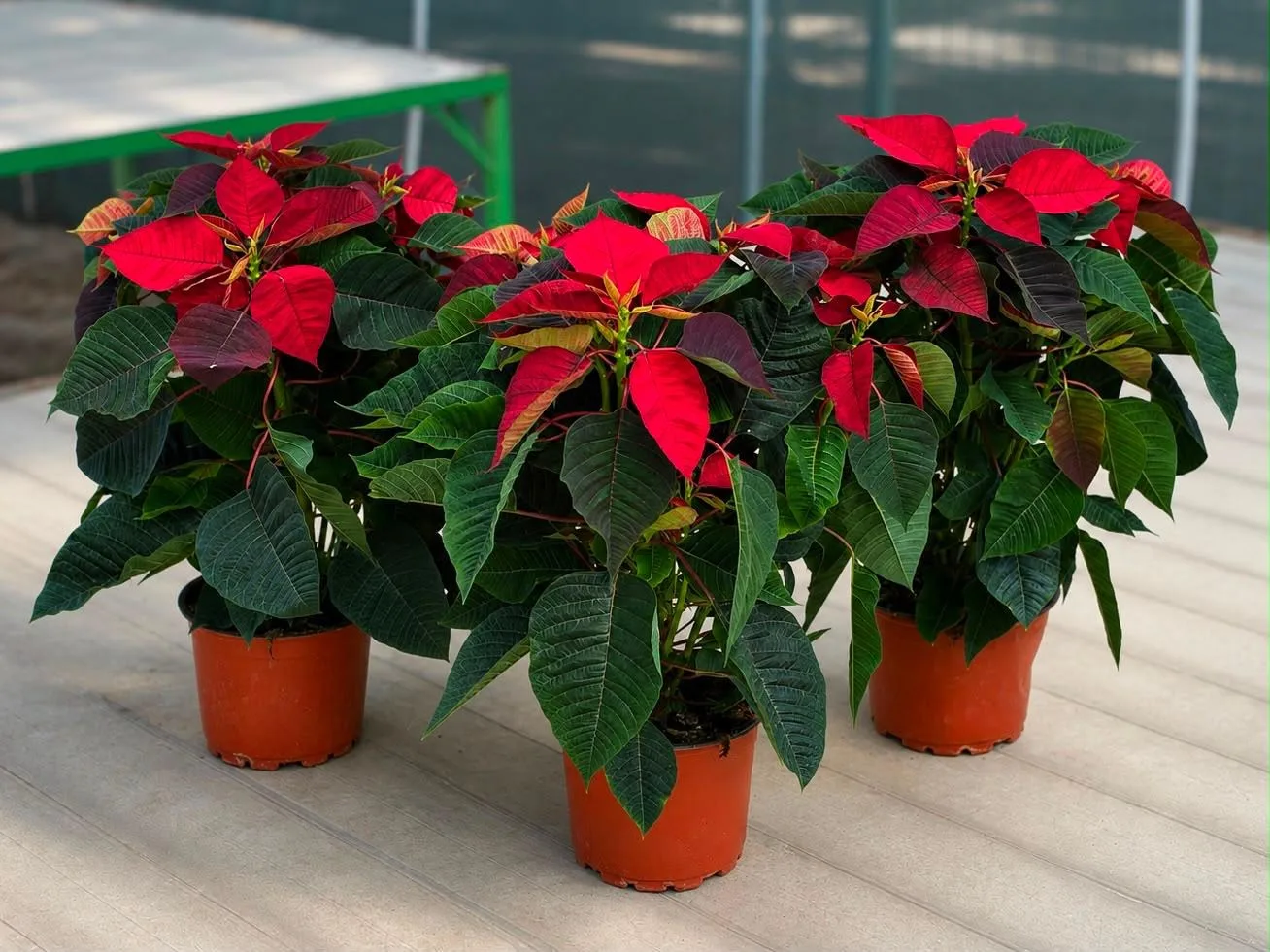 Atatürk Çiçeği (Poinsettia) - Malatya Çiçekçi By Soydan
