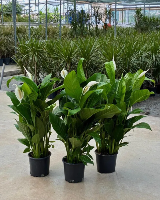 Barış Çiçeği (Spathiphyllum) - Malatya Çiçekçi By Soydan