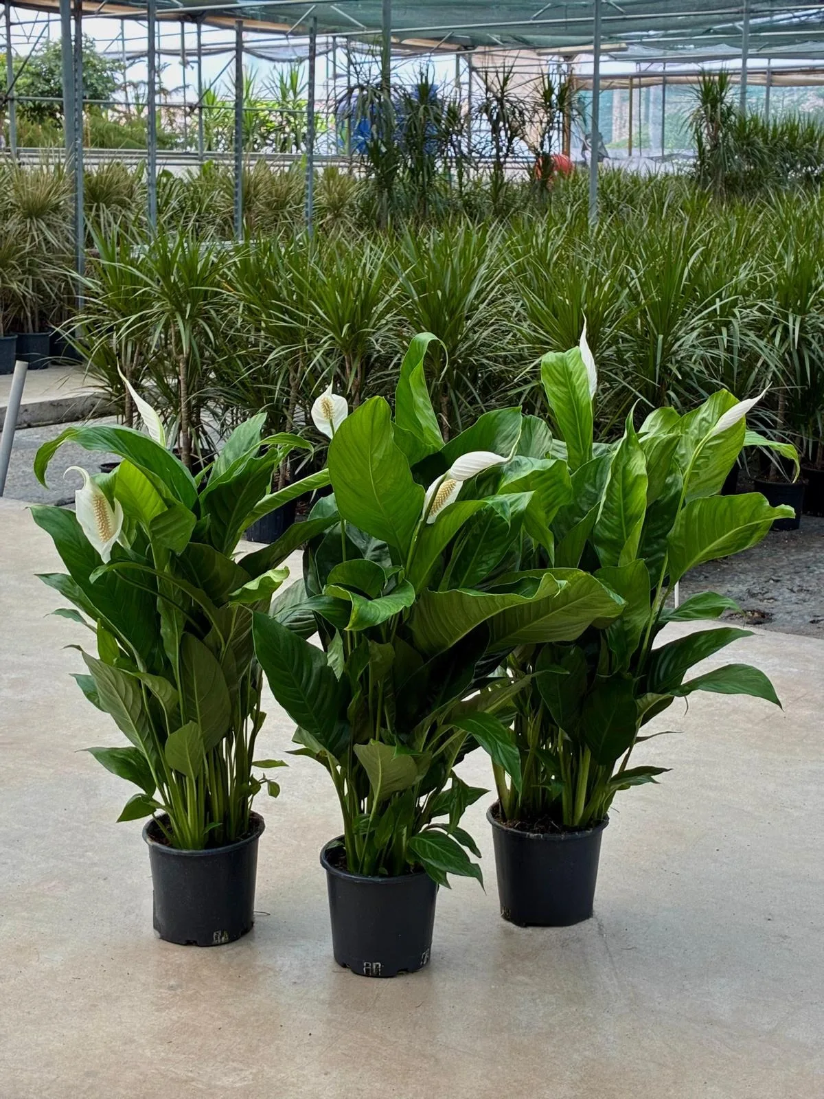 Barış Çiçeği (Spathiphyllum) - Malatya Çiçekçi By Soydan