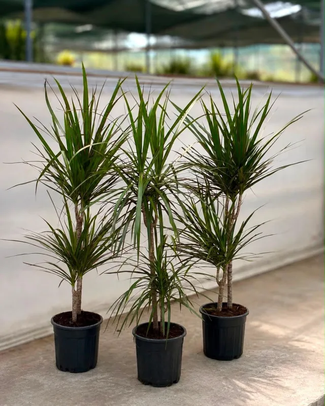 Üç Gövdeli Dracaena Marginata - Malatya Çiçekçi By Soydan