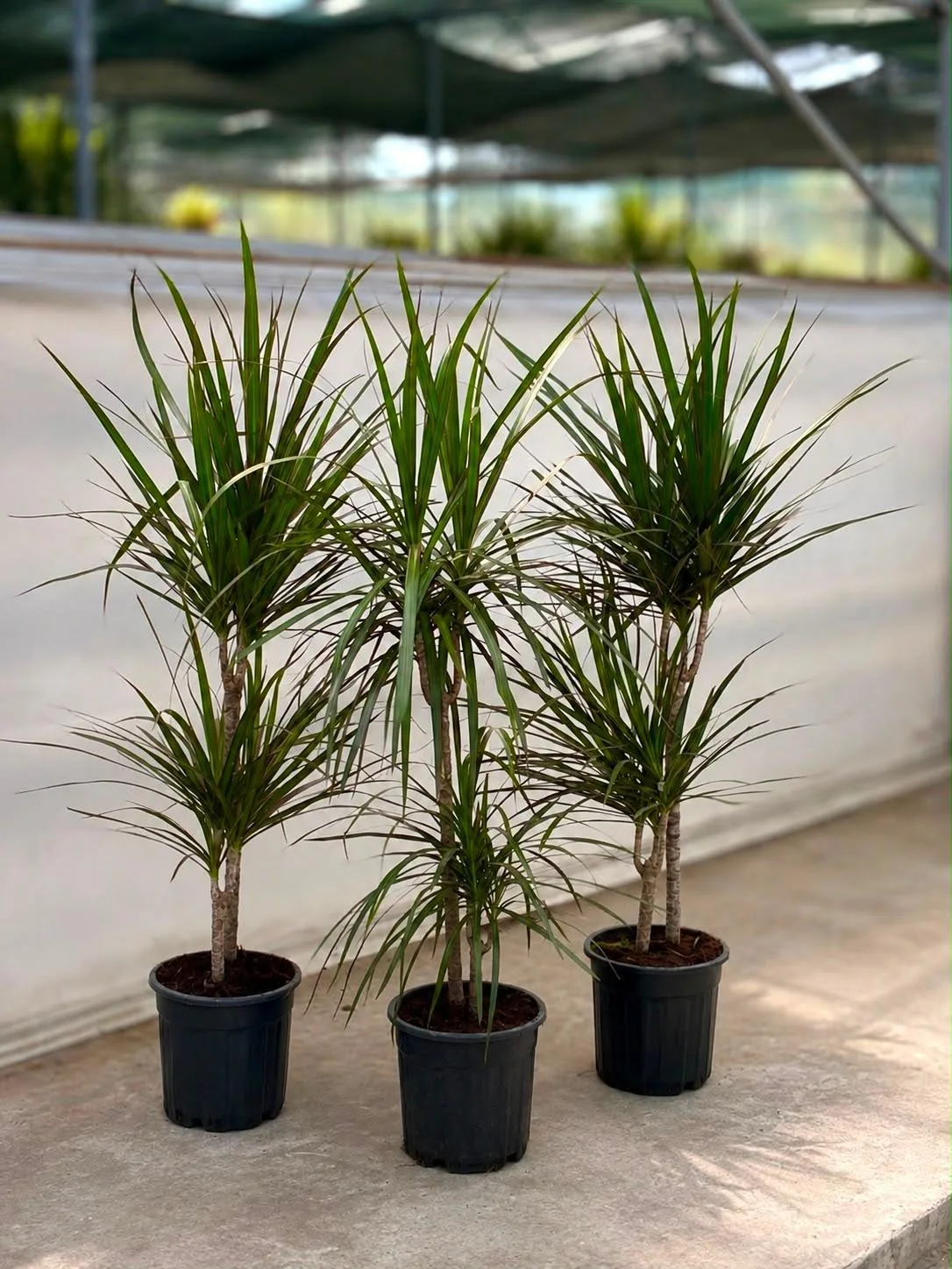 Üç Gövdeli Dracaena Marginata - Malatya Çiçekçi By Soydan