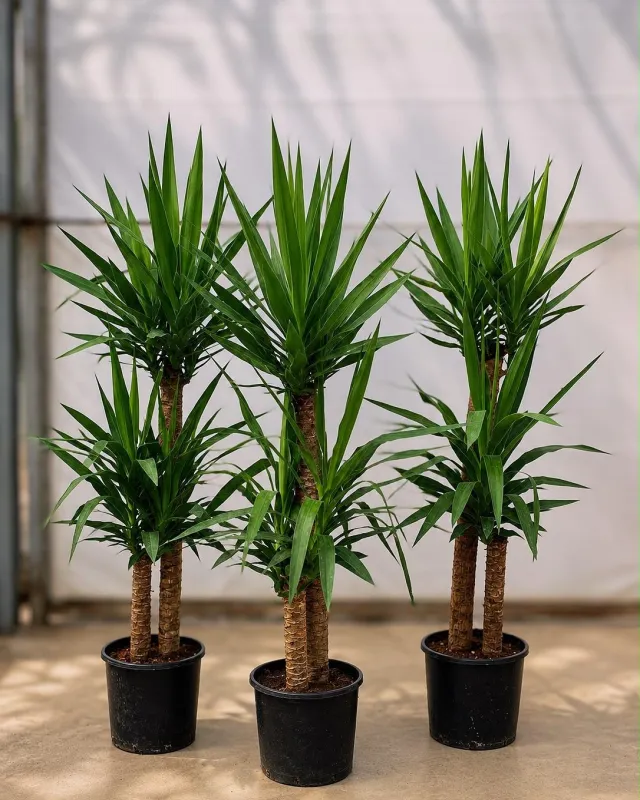 Yuka (Yucca) - Malatya Çiçekçi By Soydan