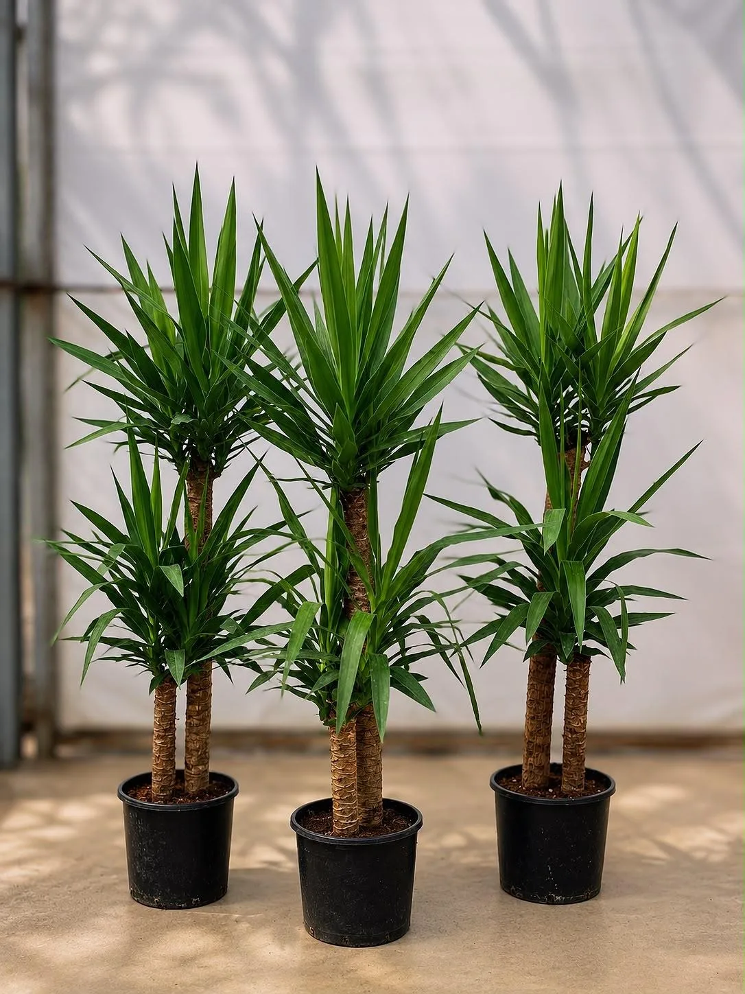 Yuka (Yucca) - Malatya Çiçekçi By Soydan