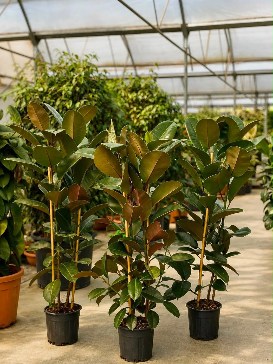 Kauçuk (Ficus Elastica) - Malatya Çiçekçi By Soydan