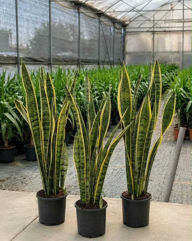 Paşa Kılıcı (Sansevieria) - Malatya Çiçekçi By Soydan