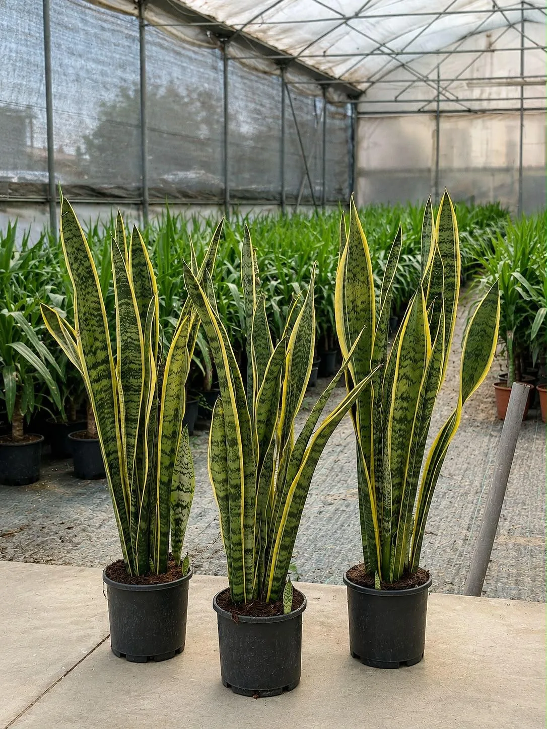 Paşa Kılıcı (Sansevieria) - Malatya Çiçekçi By Soydan